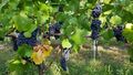 Pinot noir Fein Strock Pinot noir Fein Strock